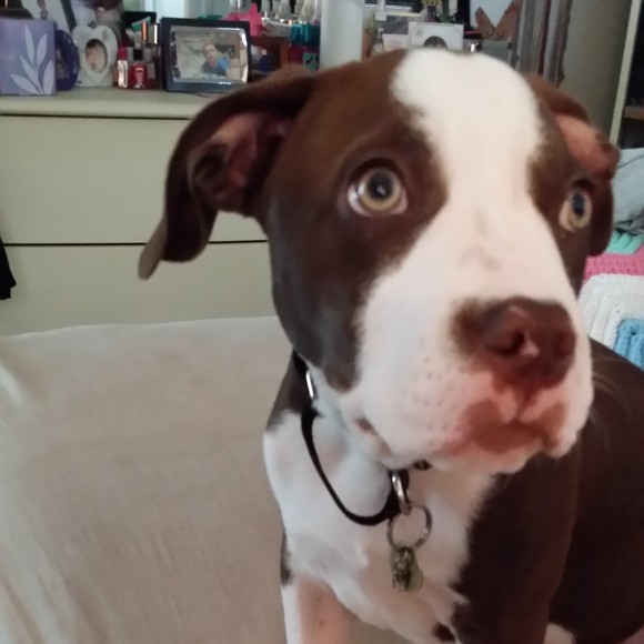 Meet your Posher, Nicole - Picture 1 of 1